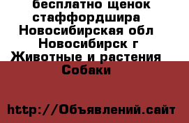 бесплатно щенок стаффордшира - Новосибирская обл., Новосибирск г. Животные и растения » Собаки   